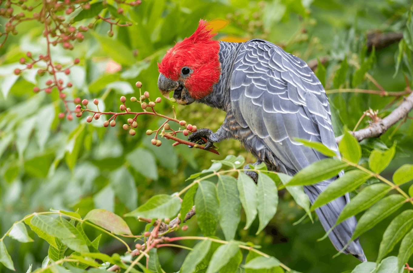 Gang gang bird eating seeds in a tree